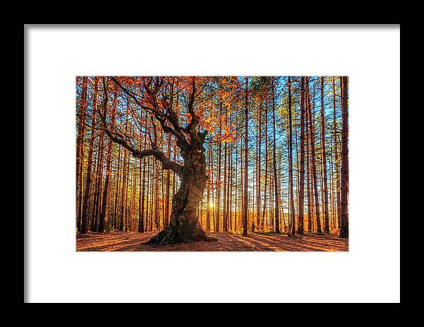 Belintash Framed Print featuring the photograph The King Of the Trees by Evgeni Dinev