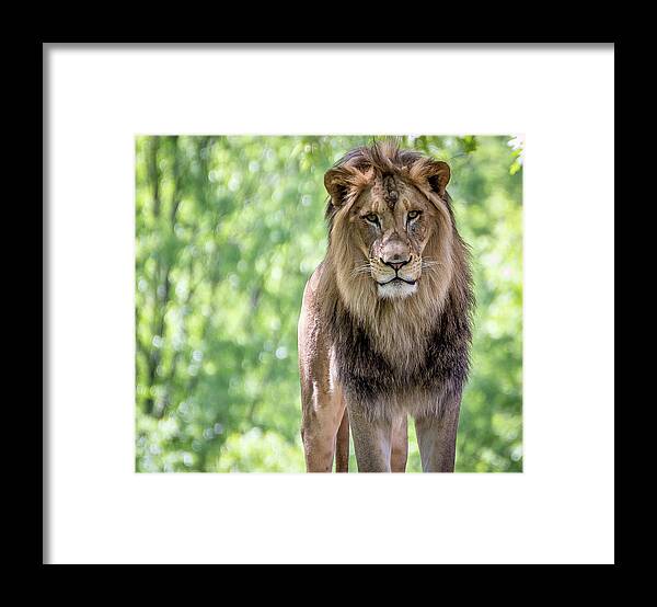 Lion Framed Print featuring the photograph The king by Robert Miller