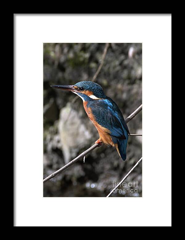 Wildlife Framed Print featuring the photograph The Kingfisher royalty by Stephen Melia