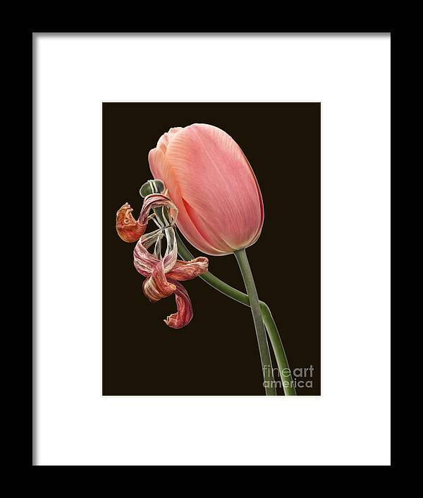 Togetherness Rough Tender Two Tulips Young And Withered Conceptional Philosophical Hidden Sense Ugly And Beauty Pink Red Stylish Artistic Painterly Effective Delicate Contrast Happiness Love Still-life Flowers Kiss Expressive Character Poetic Fantasy Two Dual Fantastic Red Romantic Close Up Macro Sentimental Spiritual Spirit Evocative Sun Bizarre Odd Peculiar Curved Leaning Singular Unnatural Surprising Out Of Ordinary Couple Tight Together Black Background Floral Composition Cuddling  Framed Print featuring the photograph The Kiss, Togetherness - Rough And Tender, Ugly And Beauty by Tatiana Bogracheva