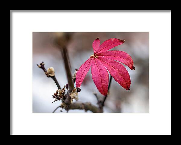 Leaf Framed Print featuring the photograph The Last of Fall 1 by Rick Nelson