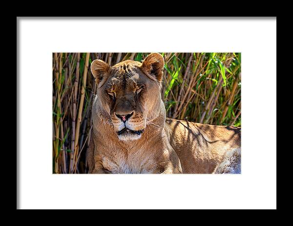  Framed Print featuring the photograph The Lion Sleeps Tonight by Al Judge