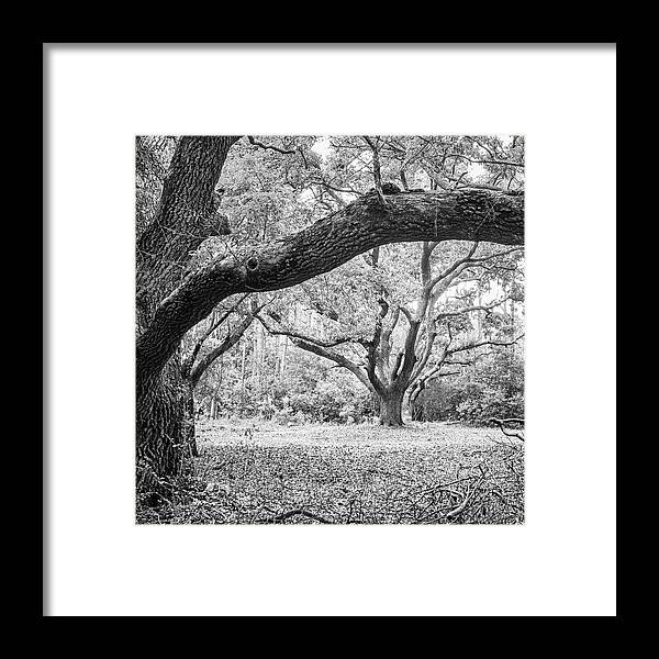 Live Oak Framed Print featuring the photograph The Live Oaks of Hammocks Beach State Park by Bob Decker
