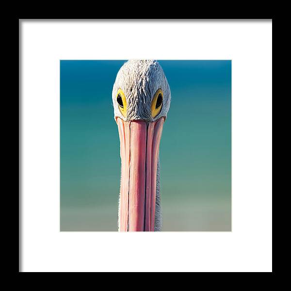 Pelican Framed Print featuring the photograph The Look by Catherine Reading