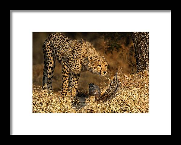 Cheetah Framed Print featuring the photograph The Lookout by Linda Villers