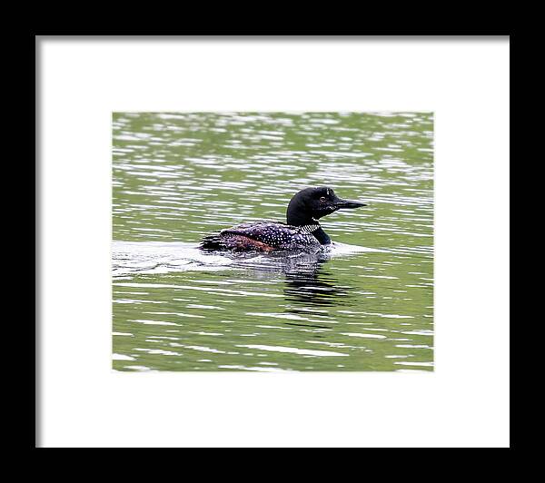 Loon Framed Print featuring the photograph The Loon in the Morning by Regina Muscarella