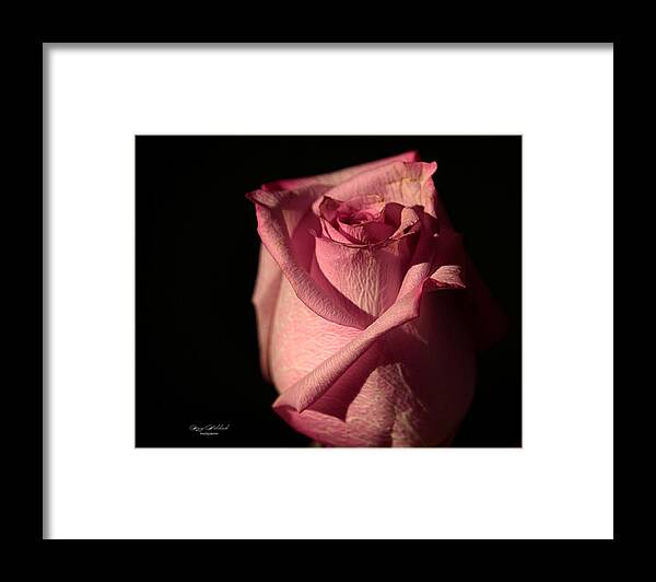 Flower Framed Print featuring the photograph The Loveliness of a Rose by Mary Walchuck