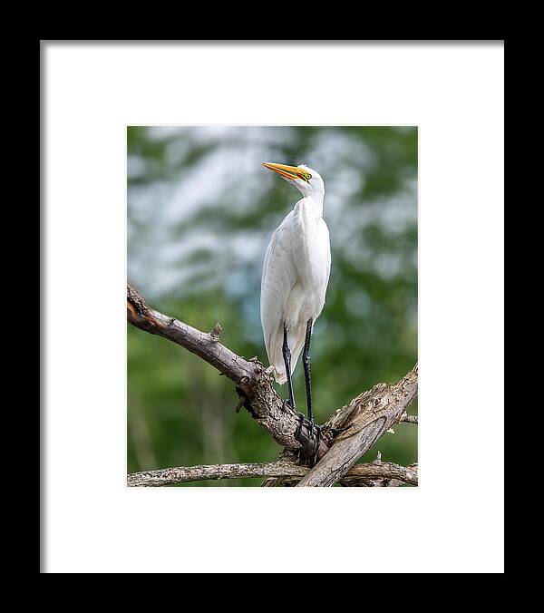 Egret Framed Print featuring the photograph The Magestic Egret by Regina Muscarella