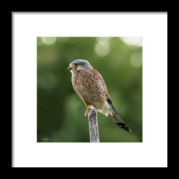 Kestrel Framed Print featuring the photograph The male Kestrel hunting on top of a round pole by Torbjorn Swenelius