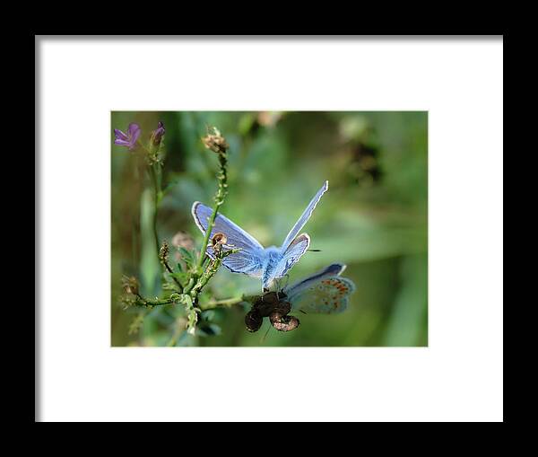 Lac Fauvel Framed Print featuring the photograph The Mirrors Butterfly by Carl Marceau