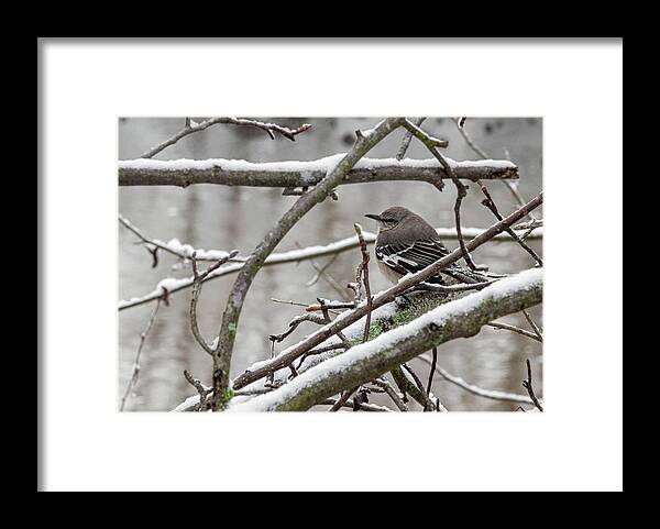 Bird Framed Print featuring the photograph The Mockingbird by Jamie Tyler