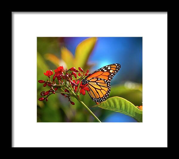 Butterfly Framed Print featuring the photograph The Monarch Butterfly by Mark Andrew Thomas