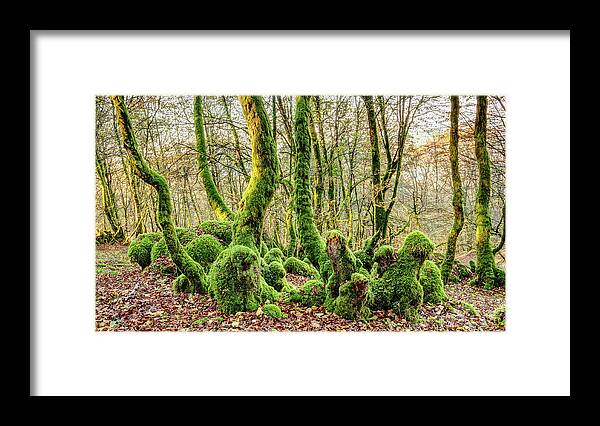 Forest Framed Print featuring the photograph The Mossy Creatures of the old Beech Forest 1 by Weston Westmoreland