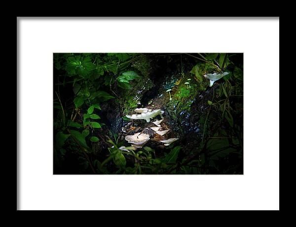 Mushrooms Framed Print featuring the photograph The Mushroom Grotto by Mark Andrew Thomas
