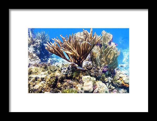 Coral Framed Print featuring the photograph The Nursery by Lynne Browne
