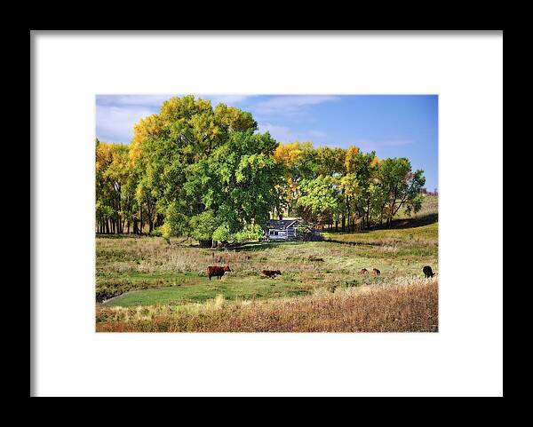 Abandoned Framed Print featuring the photograph The Old Buchta Place - abandoned homestead on ND prairie with Simmental cattle grazing by Peter Herman