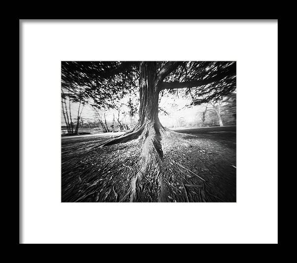  Framed Print featuring the photograph The old tree by Will Gudgeon