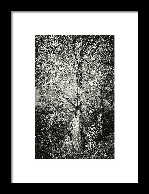 Finland Framed Print featuring the photograph The old yellow birch in bw by Jouko Lehto