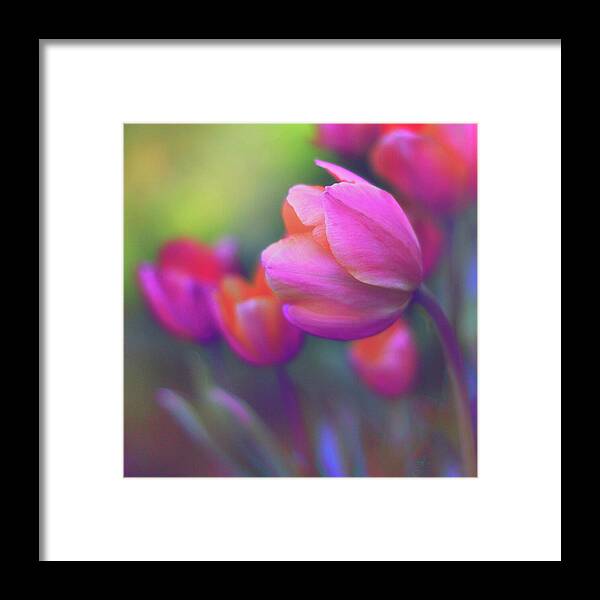 Tulips Framed Print featuring the photograph The Painted Tulip by Jessica Jenney