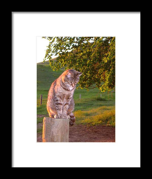 Cat Framed Print featuring the photograph The Patient Hunter by Katie Keenan