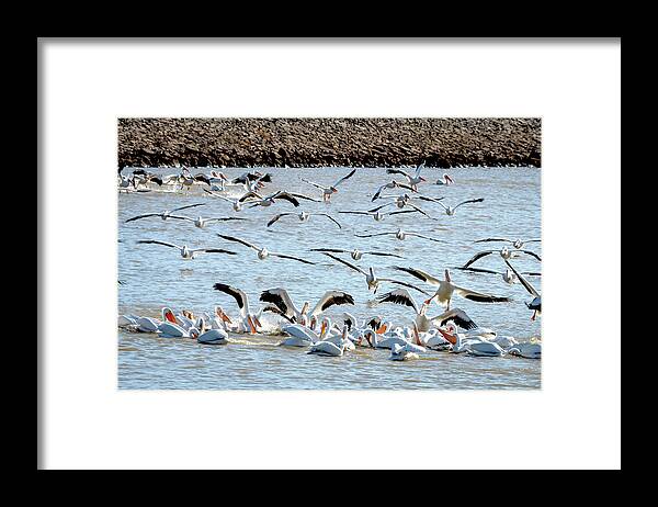 American White Pelicans Framed Print featuring the photograph The Pelicans Found the Fish by Debra Martz
