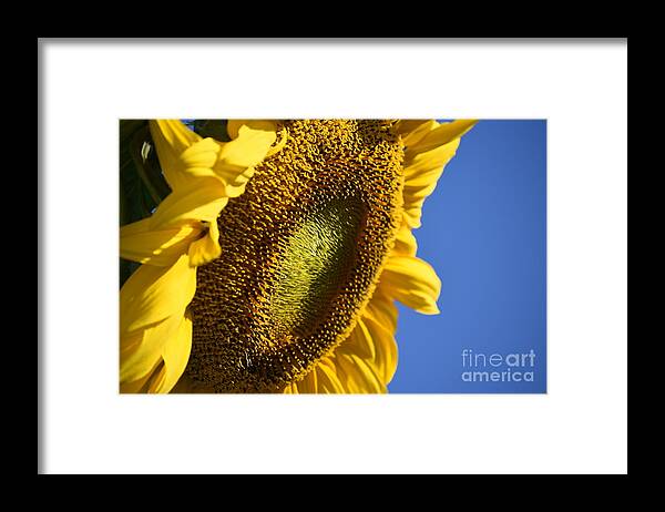 Sunflower Framed Print featuring the digital art The Perfect Sky by Yenni Harrison