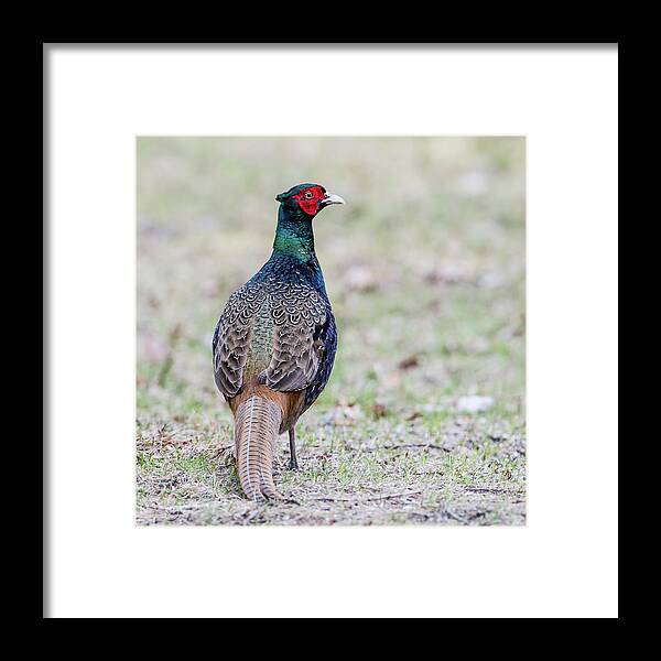 Pheasant Framed Print featuring the photograph The Pheasant Beauty s back by Torbjorn Swenelius