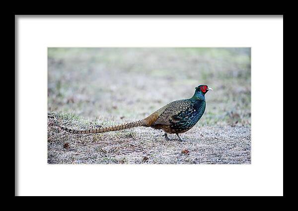 Phasianus Colchicus Colchicus Framed Print featuring the photograph The Pheasant Beauty by Torbjorn Swenelius