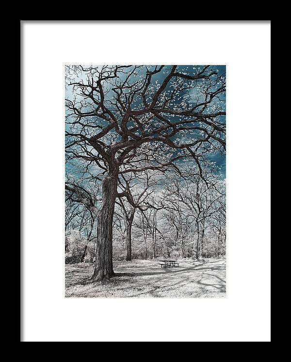 Oak Framed Print featuring the photograph The Picnic Oak - Oak leafing out at Lake Kegonsa state park with picnic table in infrared by Peter Herman