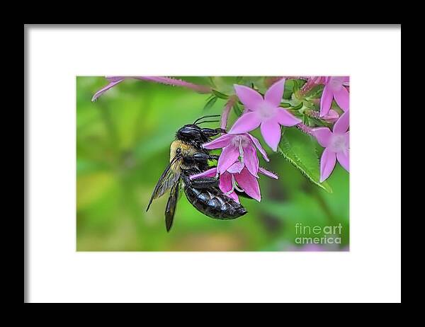 Bees Framed Print featuring the photograph The Pollenator by Kathy Baccari