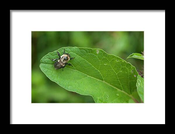 Blue Ridge Mountains Framed Print featuring the photograph The Pollinator by Melissa Southern