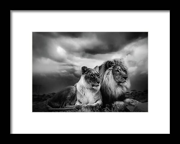 Lion Framed Print featuring the photograph The Pride LRBW by Michael Damiani