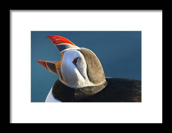 Iceland Framed Print featuring the photograph The puffin speaks by Christopher Mathews
