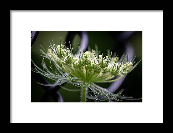 Wild Flower Framed Print featuring the photograph The Queen's Good Neighbor by Linda Bonaccorsi