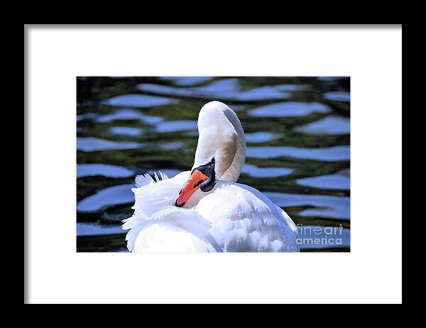  Swan .bird Framed Print featuring the photograph The Reason for Long Necks by Elaine Manley