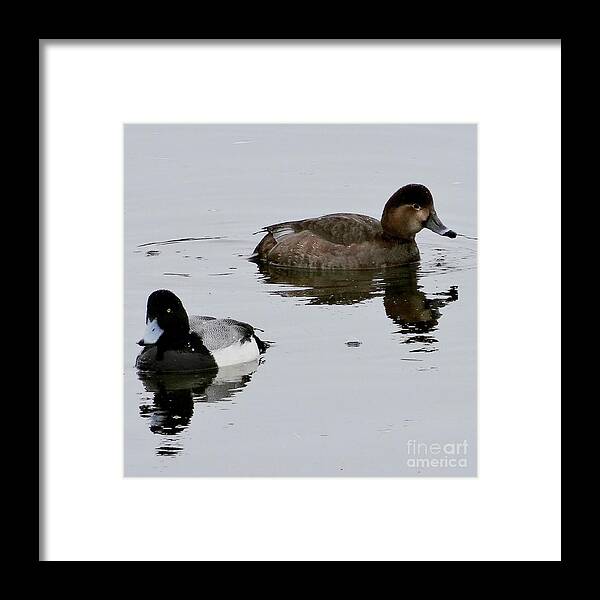 Wildlife Framed Print featuring the photograph The Red and the Black by Christopher Plummer