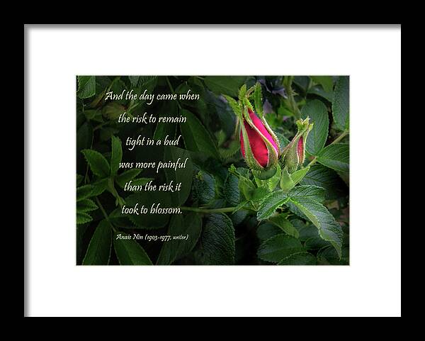 Red Rose Framed Print featuring the photograph The Red Rose Bud by Nancy Griswold