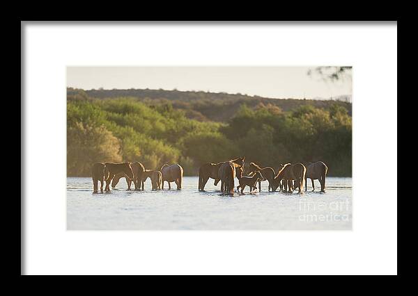 Salt River Wild Horses Framed Print featuring the photograph The Salt River by Shannon Hastings