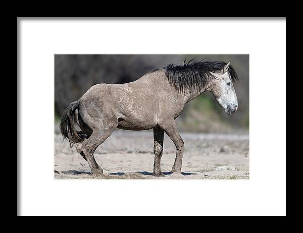 Stallion Framed Print featuring the photograph The Sandy Grey Stallion. by Paul Martin