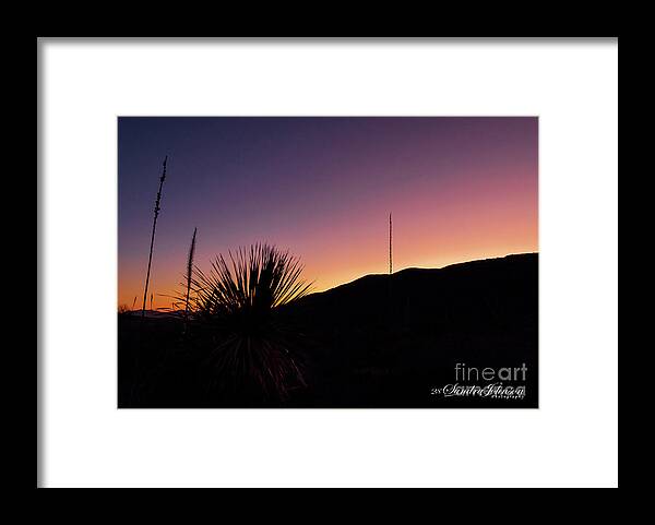 Cactus Framed Print featuring the photograph The Silhouette of a Cactus at Sunset by Sandra J's