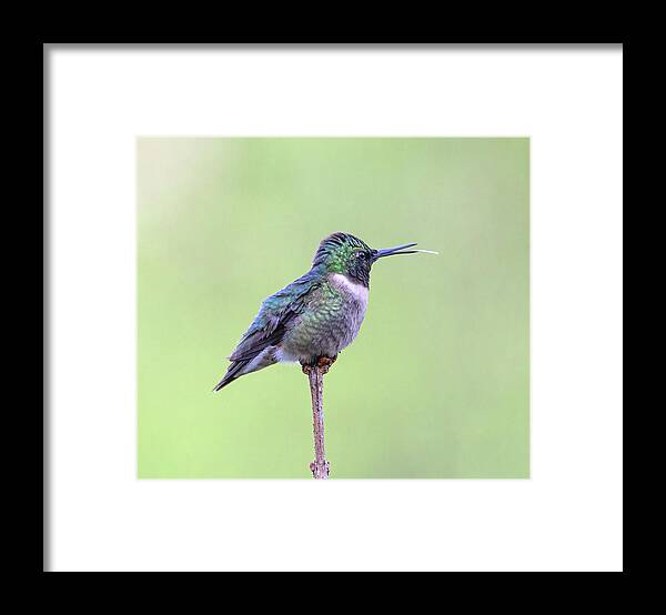 2021 Hummers Framed Print featuring the photograph The Silly Hummer by Lara Ellis