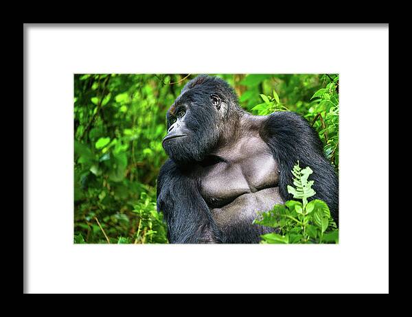 Gorilla Framed Print featuring the photograph The Silverback by Daniel Burton