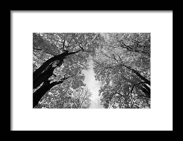 Nature Framed Print featuring the photograph The sky is shimmering through the leaves of maple trees - monochrome by Ulrich Kunst And Bettina Scheidulin