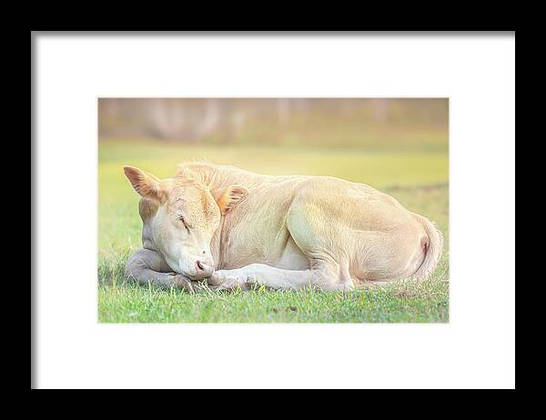 Calf Framed Print featuring the photograph The Sleeping Calf by Jordan Hill