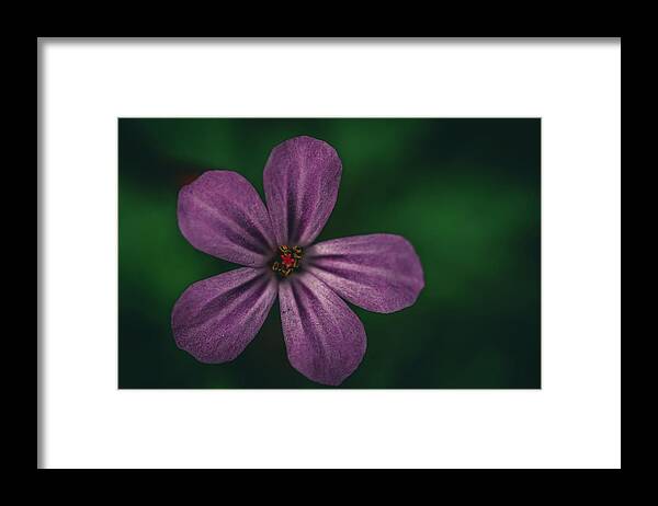 Purple Framed Print featuring the photograph The Smallest Things by Ada Weyland