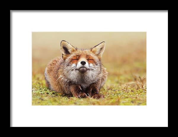 Fox Framed Print featuring the photograph The Smiling Fox by Roeselien Raimond