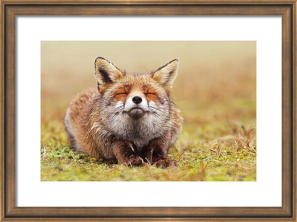 The Smiling Fox by Roeselien Raimond