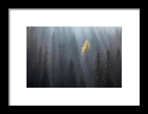 Woodland Framed Print featuring the photograph The Soloist by Piotr Skrzypiec