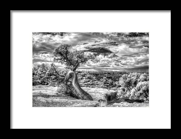 Nationalparks; Utah; Black And White; Tree; Wisdom; Ancient; Native American; Department Of Interior Framed Print featuring the photograph The Spirit Tree - Canyonlands National Park - Utah by William Rainey