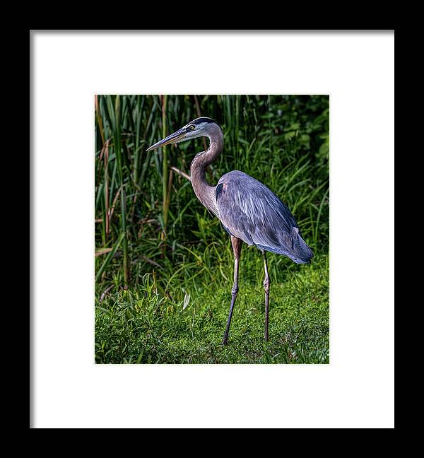 Animals Framed Print featuring the photograph The Stalking by Brian Shoemaker